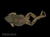 藏品(澤蛙)的圖片